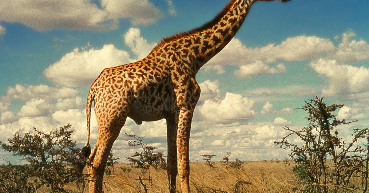 Photogenic Giraffe, scientifically referred to as Giraffa camelopardalis.