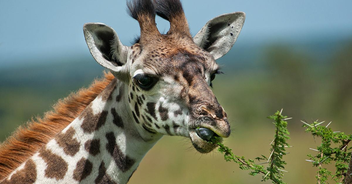 Elegant Giraffe in its natural habitat, called Jerapah in Indonesia.