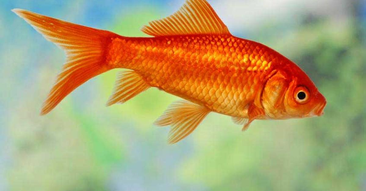 Portrait of a Golden Shiner, a creature known scientifically as Notemigonus crysoleucas.