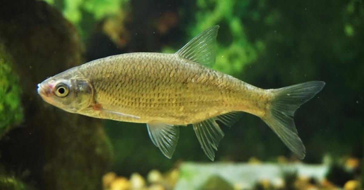 Photograph of the unique Golden Shiner, known scientifically as Notemigonus crysoleucas.