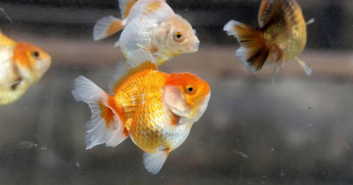 Vibrant snapshot of the Golden Shiner, commonly referred to as Ikan Kecil Emas in Indonesia.