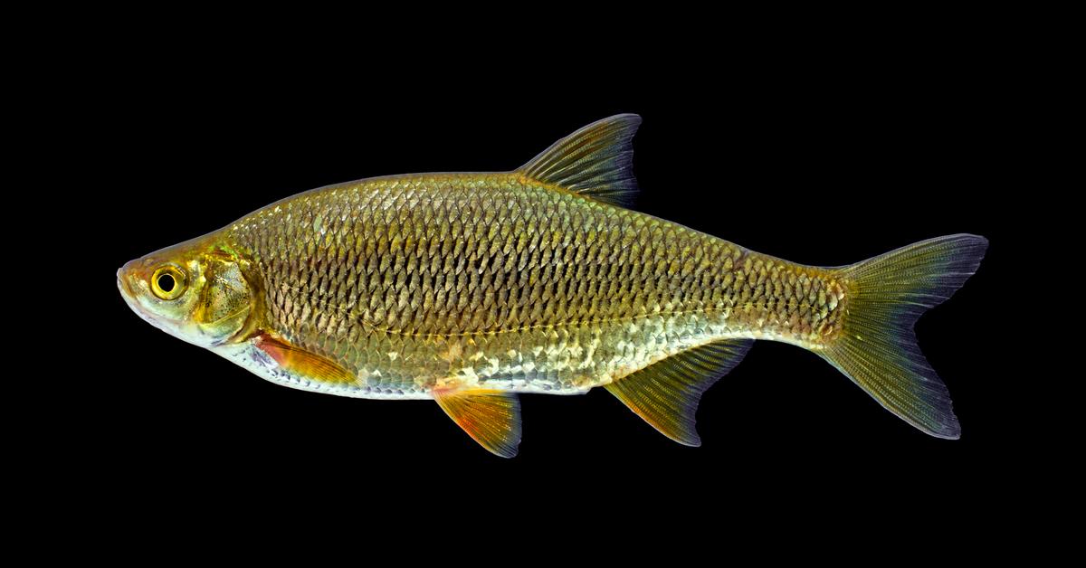 A beautiful representation of the Golden Shiner, scientifically Notemigonus crysoleucas.