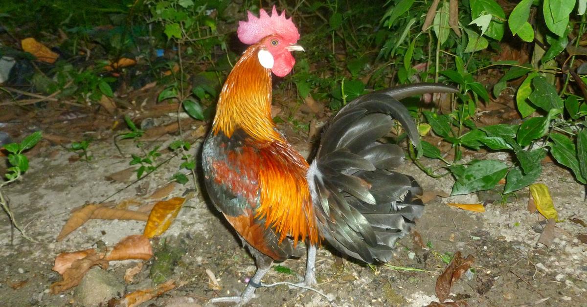 Striking appearance of the Grouse, known in scientific circles as Tetraoninae.