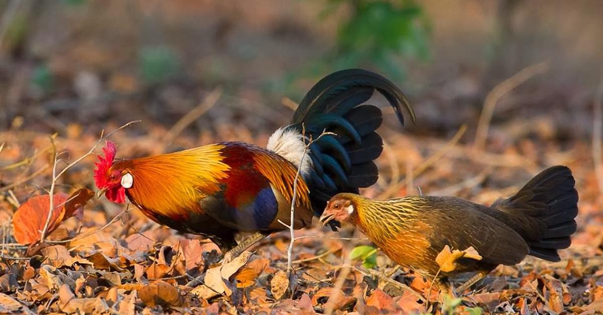 The Grouse, a beautiful species also known as Ayam Hutan in Bahasa Indonesia.