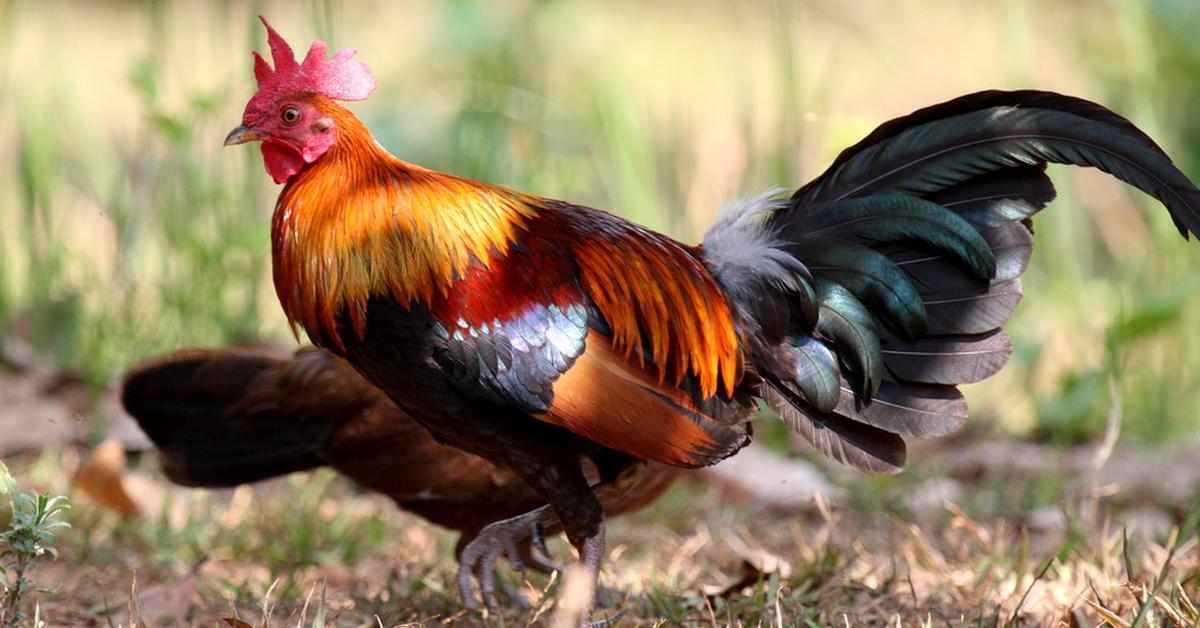 Snapshot of the intriguing Grouse, scientifically named Tetraoninae.