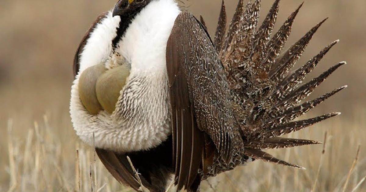 The alluring Grouse, commonly referred to as Ayam Hutan in Bahasa Indonesia.