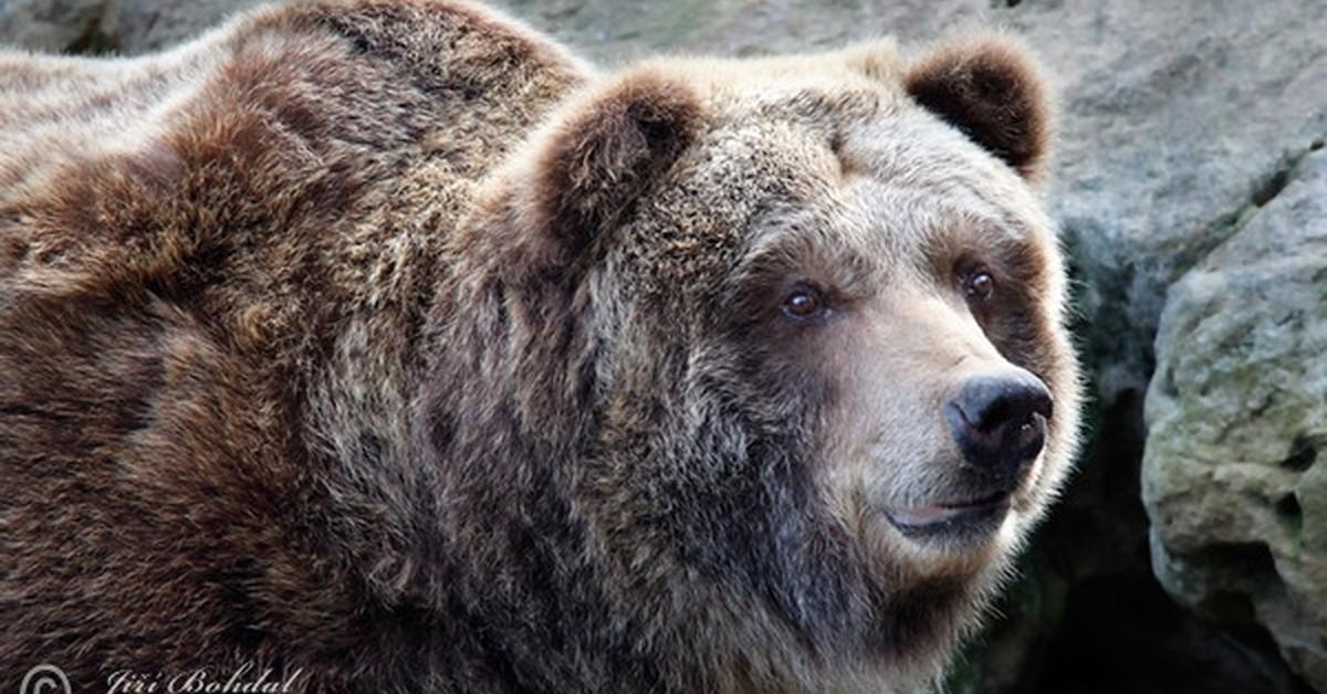 Distinctive Grizzly Bear, in Indonesia known as Beruang Grizzly, captured in this image.