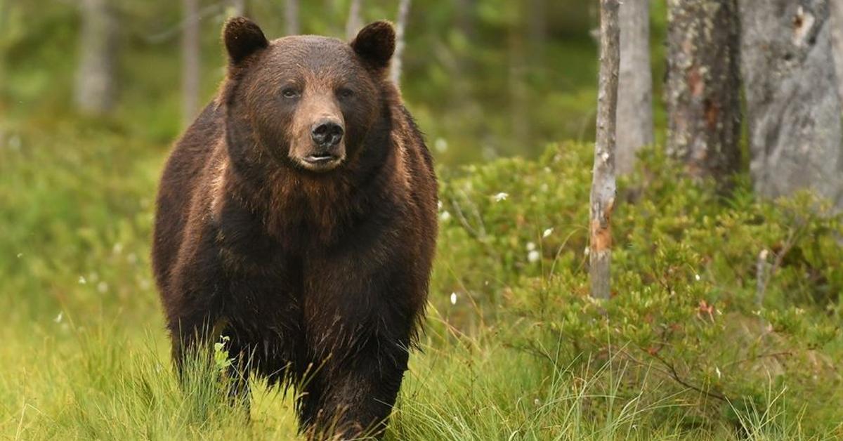 Exquisite image of Grizzly Bear, in Indonesia known as Beruang Grizzly.