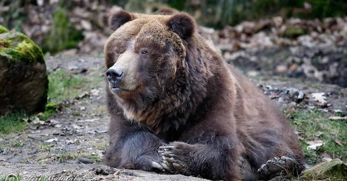 The Grizzly Bear, a species known as Ursus Arctos Horriblis, in its natural splendor.