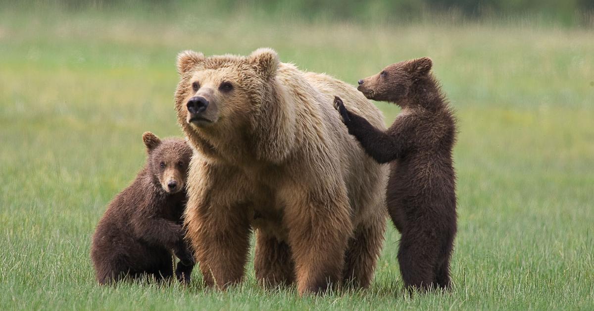 The Grizzly Bear, a beautiful species also known as Beruang Grizzly in Bahasa Indonesia.