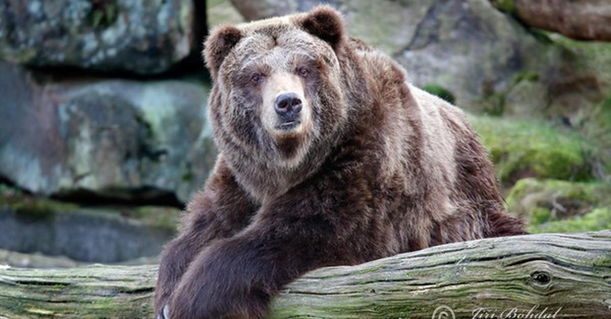 Charming view of the Grizzly Bear, in Indonesia referred to as Beruang Grizzly.