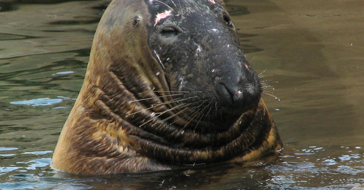 Snapshot of the intriguing Grey Seal, scientifically named Halichoerus Grypus.