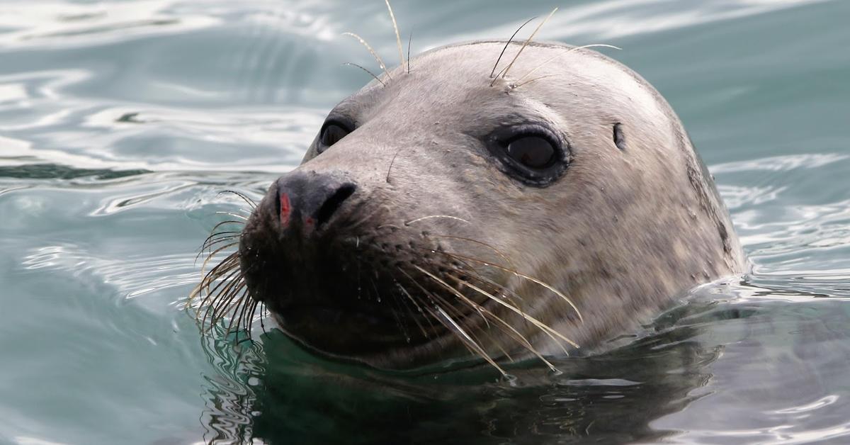 Elegant Grey Seal in its natural habitat, called Anjing Laut Abu-abu in Indonesia.