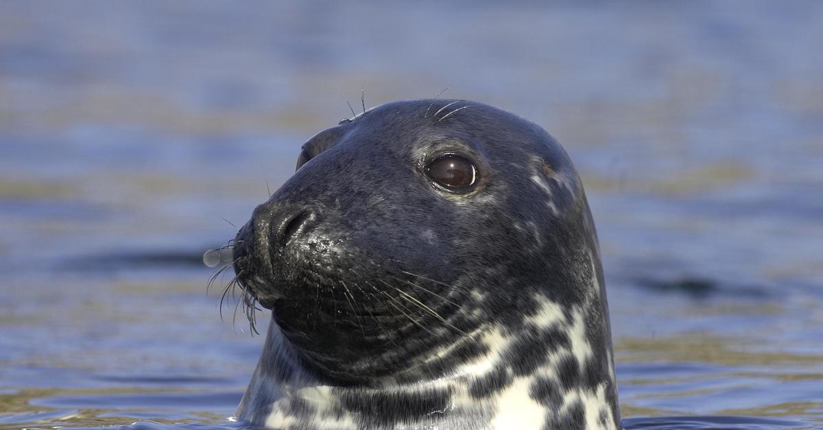 The majestic Grey Seal, also called Anjing Laut Abu-abu in Indonesia, in its glory.