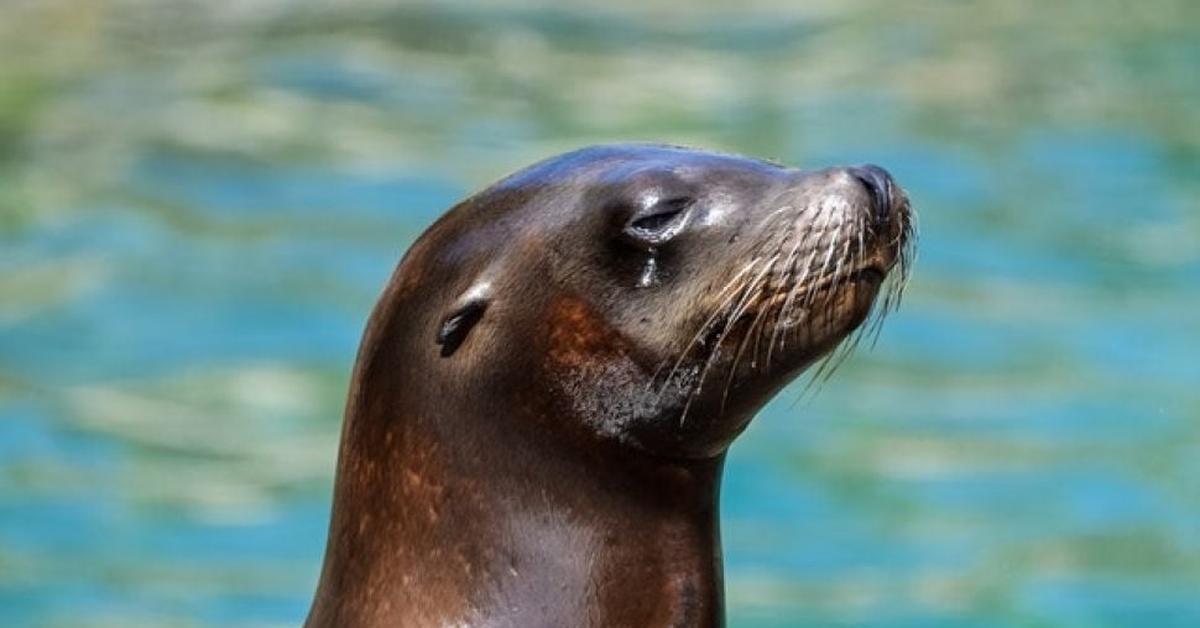 Natural elegance of the Grey Seal, scientifically termed Halichoerus Grypus.