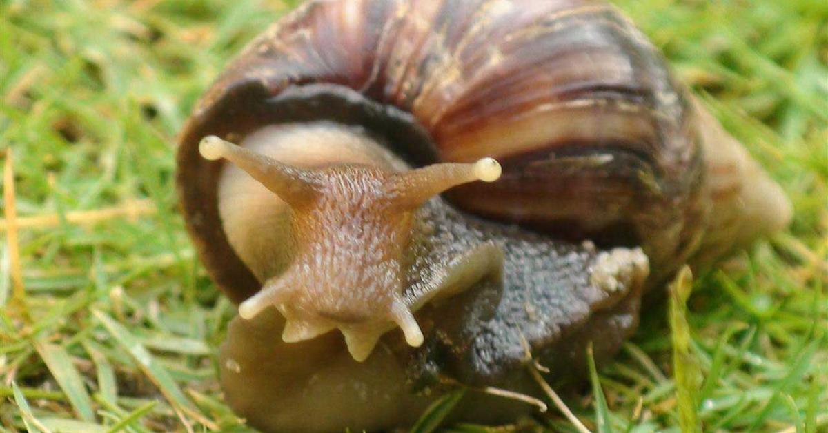 The fascinating Giant African Land Snail, scientifically known as Achatina fulica.