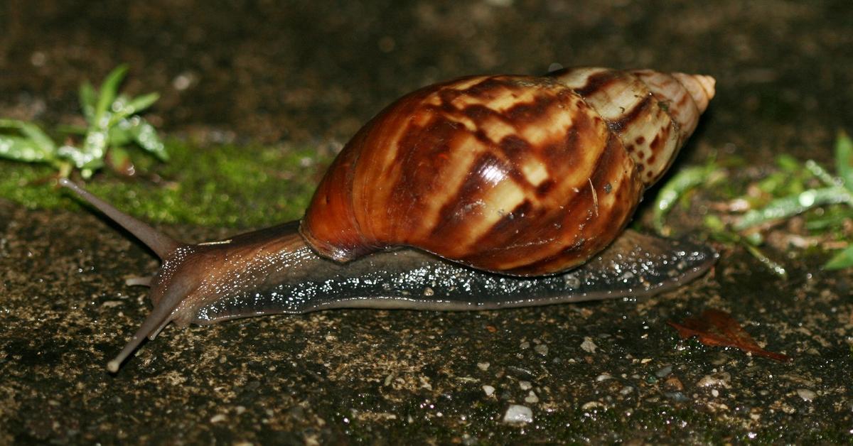 Exquisite image of Giant African Land Snail, in Indonesia known as Siput Darat Afrika Raksasa.