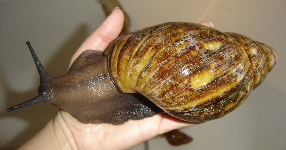 Close-up view of the Giant African Land Snail, known as Siput Darat Afrika Raksasa in Indonesian.