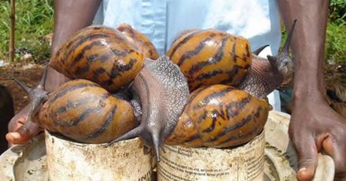 Captivating shot of the Giant African Land Snail, or Siput Darat Afrika Raksasa in Bahasa Indonesia.