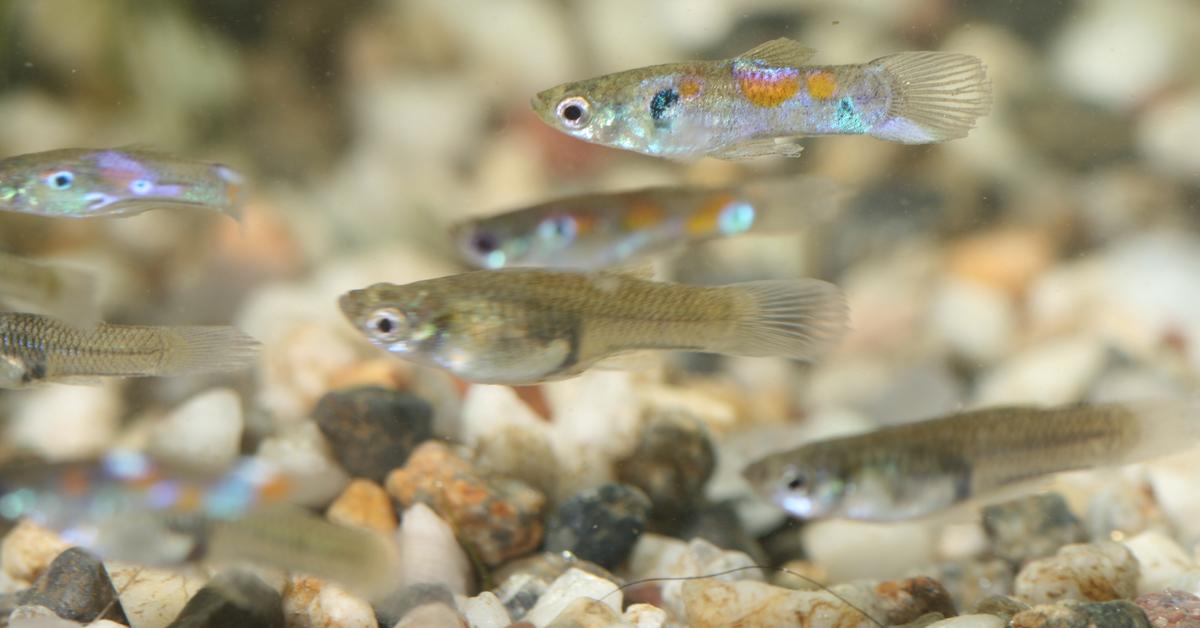 The Guppy, an example of Poecilia reticulata, in its natural environment.