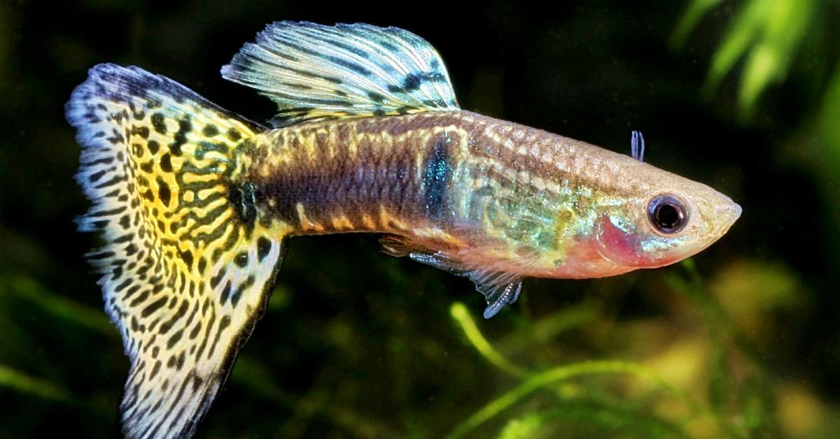 Dynamic image of the Guppy, popularly known in Indonesia as Ikan Guppy.