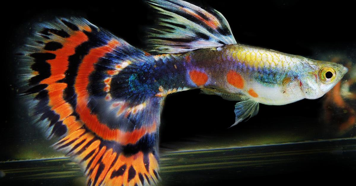 Vibrant snapshot of the Guppy, commonly referred to as Ikan Guppy in Indonesia.