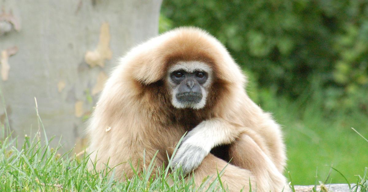 Unique portrayal of the Gibbon, also called Owa in Bahasa Indonesia.