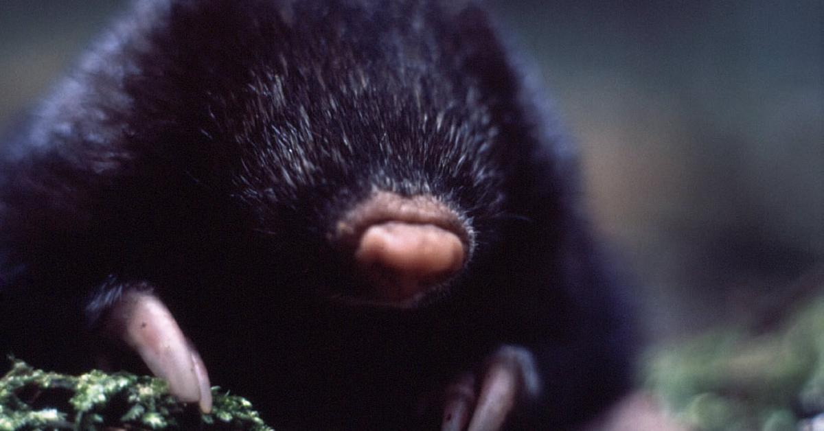 Vibrant snapshot of the Giant Golden Mole, commonly referred to as Tikus Tanah Emas Raksasa in Indonesia.