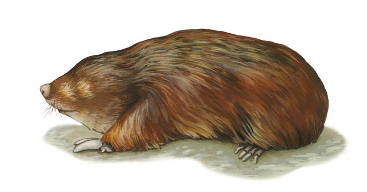 The alluring Giant Golden Mole, commonly referred to as Tikus Tanah Emas Raksasa in Bahasa Indonesia.