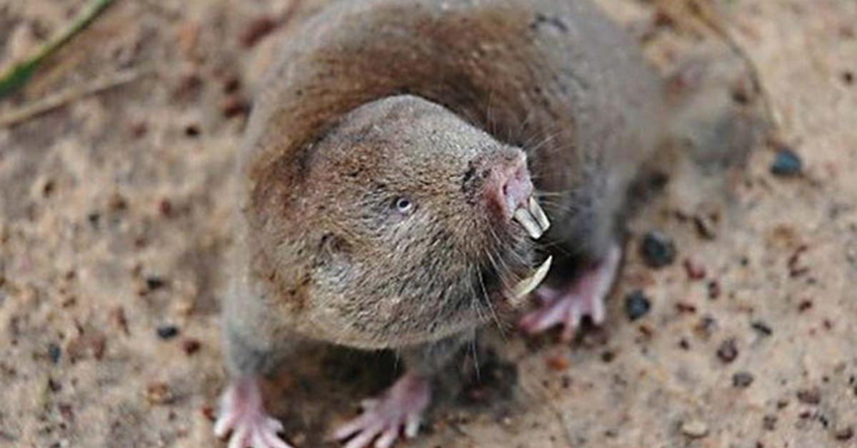 The alluring Giant Golden Mole, commonly referred to as Tikus Tanah Emas Raksasa in Bahasa Indonesia.