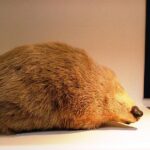 The Giant Golden Mole, an example of Chrysospalax trevelyani, in its natural environment.