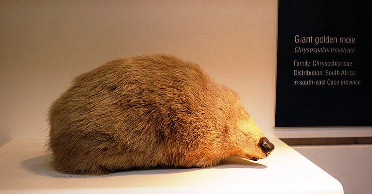 The Giant Golden Mole, an example of Chrysospalax trevelyani, in its natural environment.