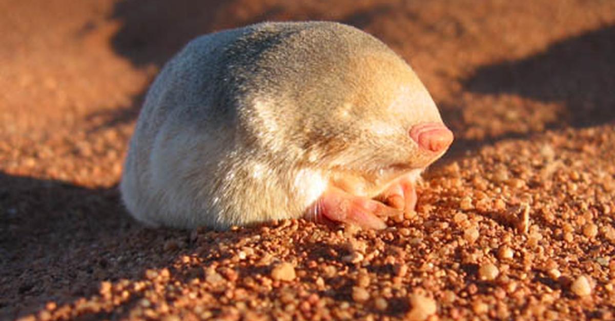 Snapshot of the intriguing Golden Mole, scientifically named Chrysochloridae.