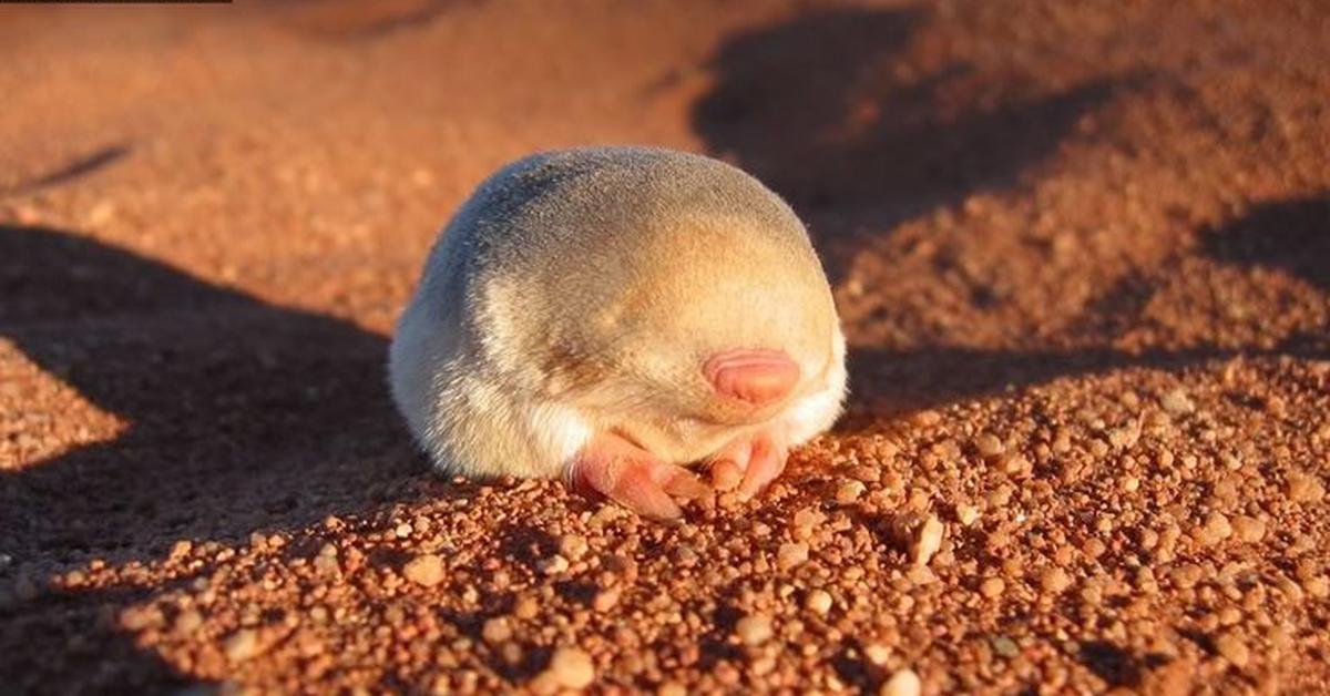 The Golden Mole in its natural beauty, locally called Babi Emas.