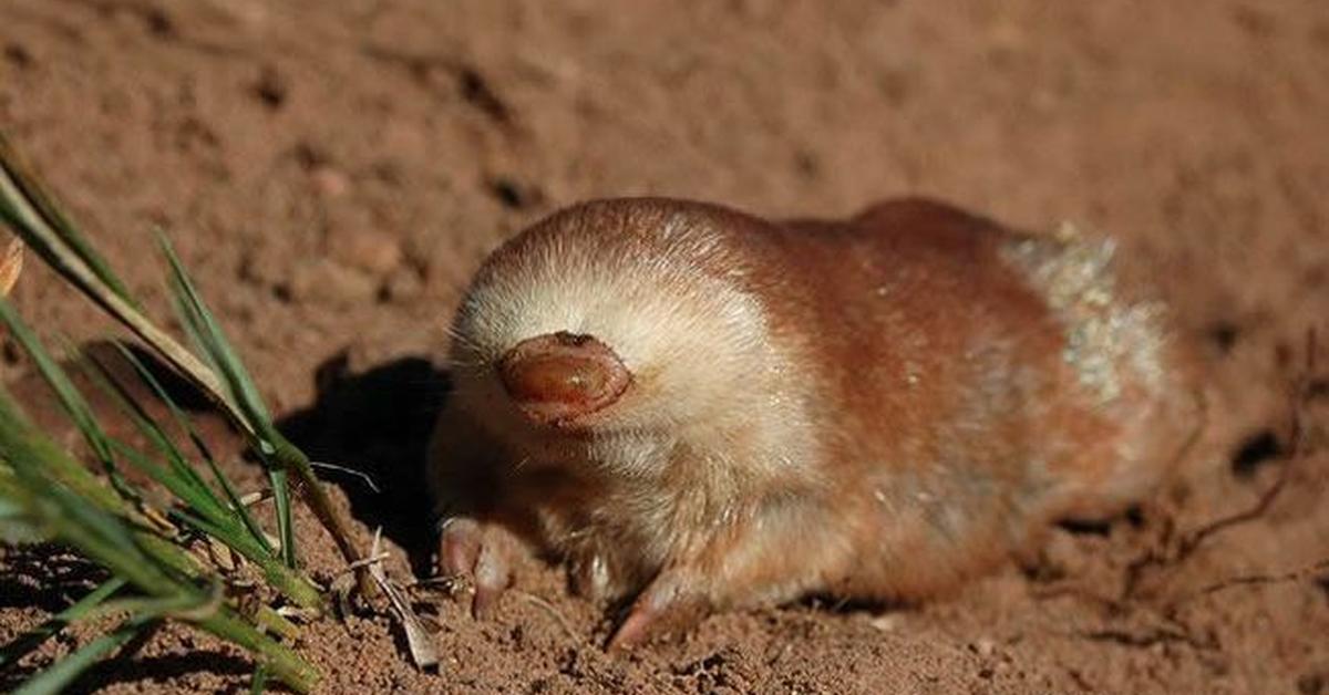 Captivating shot of the Golden Mole, or Babi Emas in Bahasa Indonesia.