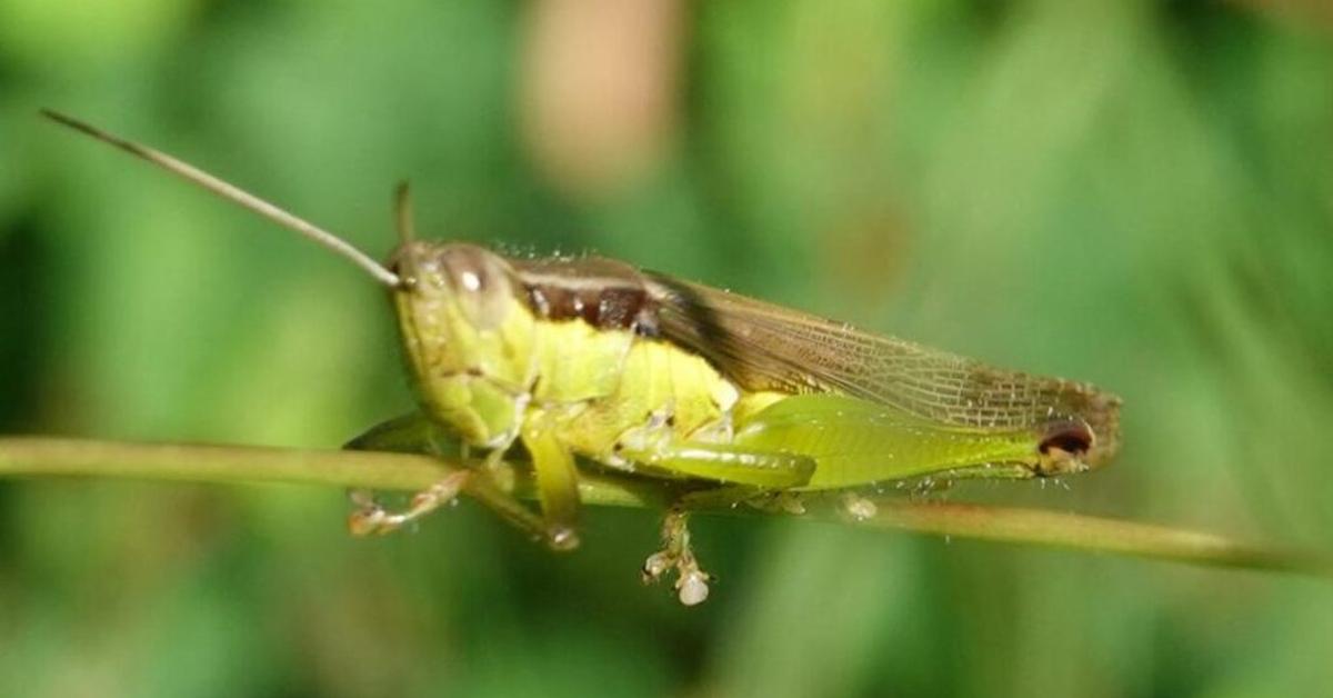 The majestic Grasshopper, also called Belalang in Indonesia, in its glory.