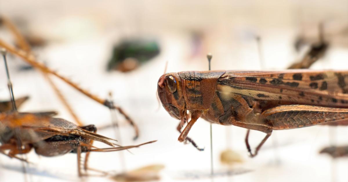 Close-up view of the Grasshopper, known as Belalang in Indonesian.