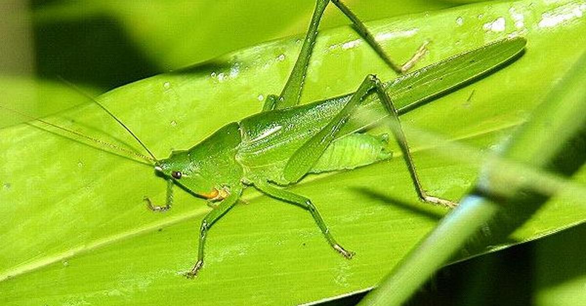 The Grasshopper, an example of Orthoptera, in its natural environment.