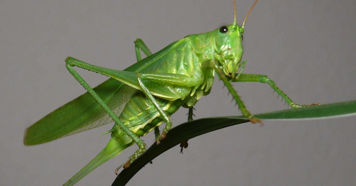 Elegant Grasshopper in its natural habitat, called Belalang in Indonesia.