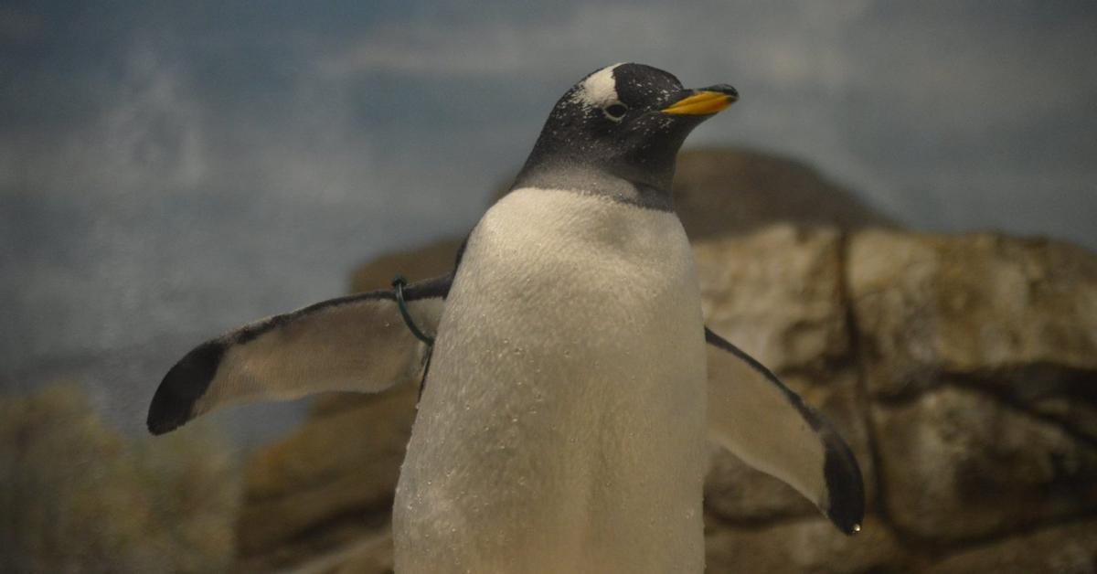 Snapshot of the intriguing Gentoo Penguin, scientifically named Pygoscelis papua.