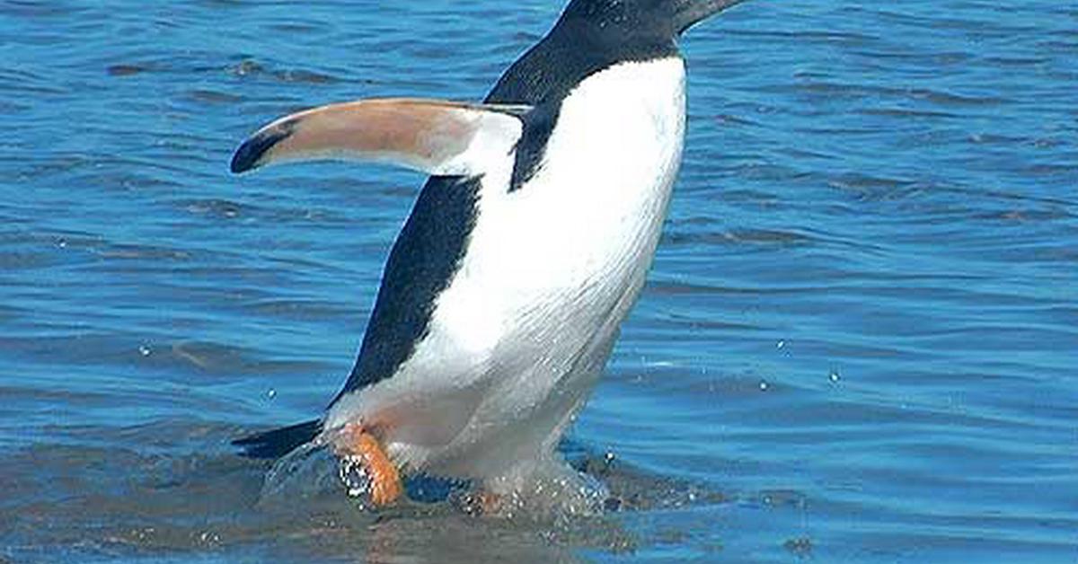 The Gentoo Penguin, a species known as Pygoscelis papua, in its natural splendor.