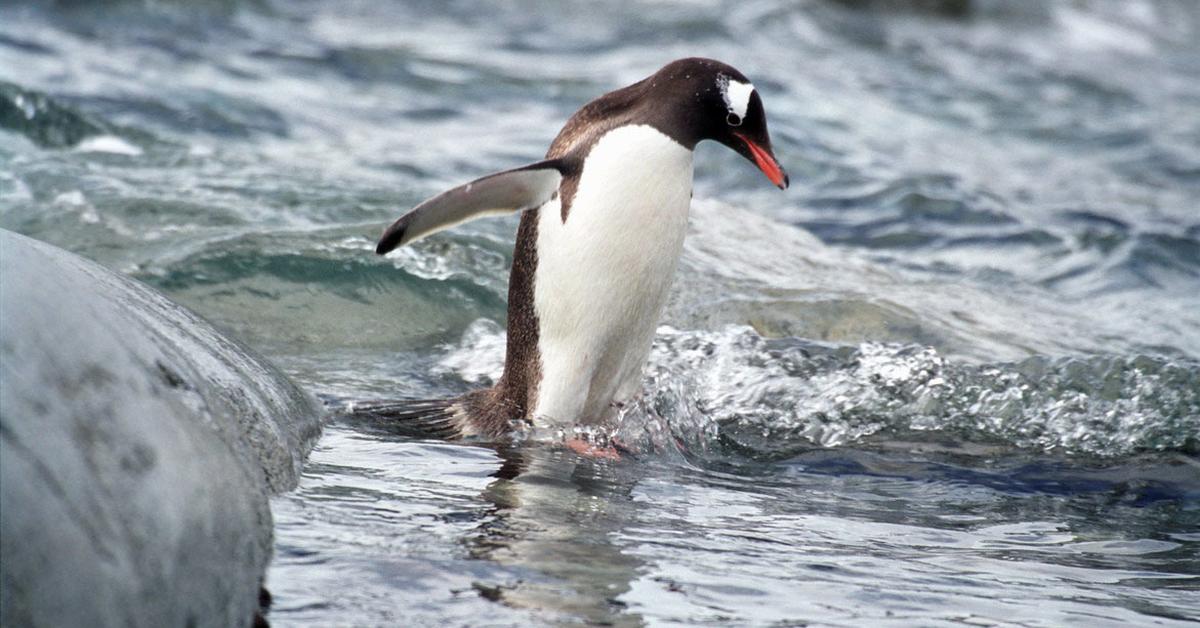 Stunning image of the Gentoo Penguin (Pygoscelis papua), a wonder in the animal kingdom.