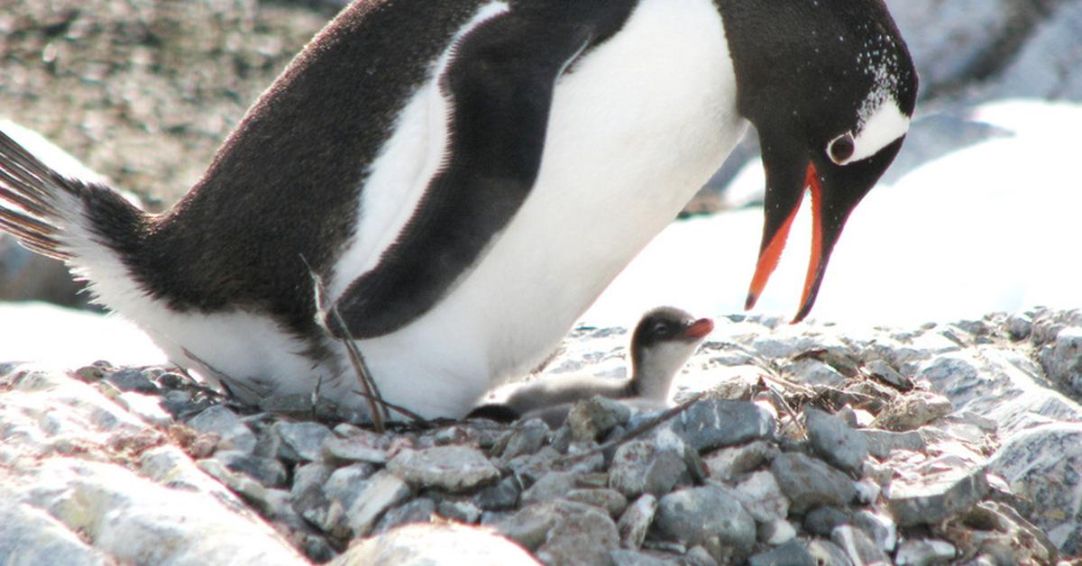 Vivid image of the Gentoo Penguin, or Penguin Gentoo in Indonesian context.