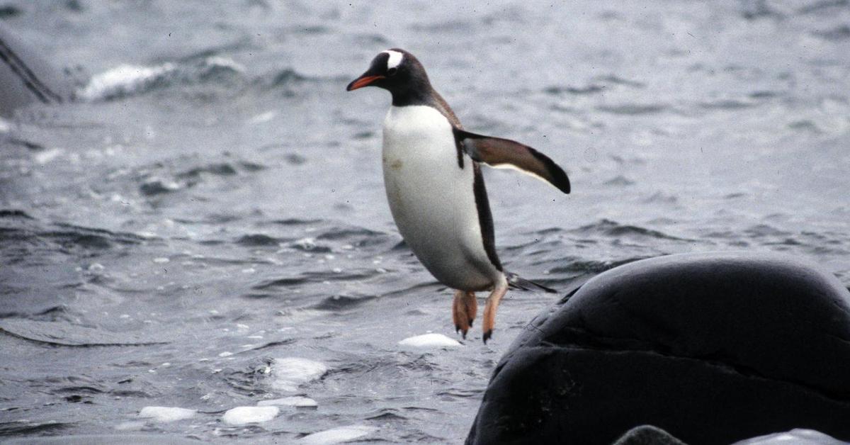 Captivating view of the Gentoo Penguin, known in Bahasa Indonesia as Penguin Gentoo.