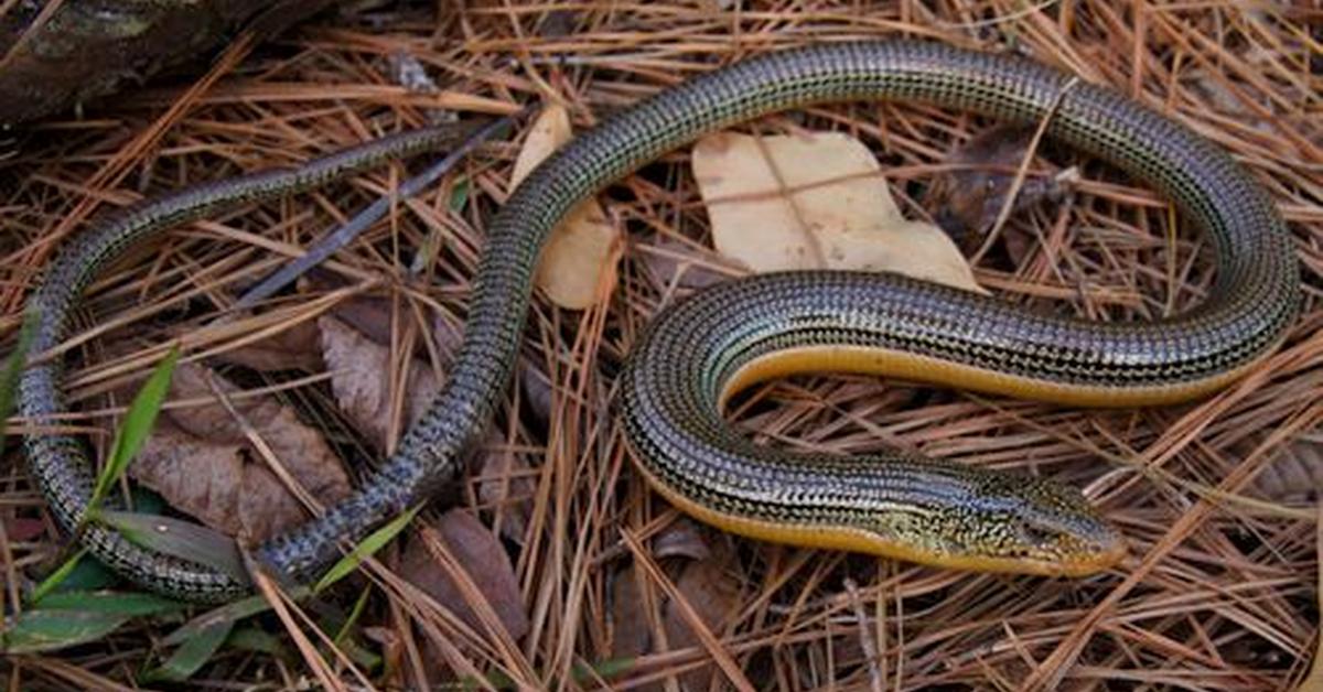 Splendid image of the Glass Lizard, with the scientific name Ophisaurus.