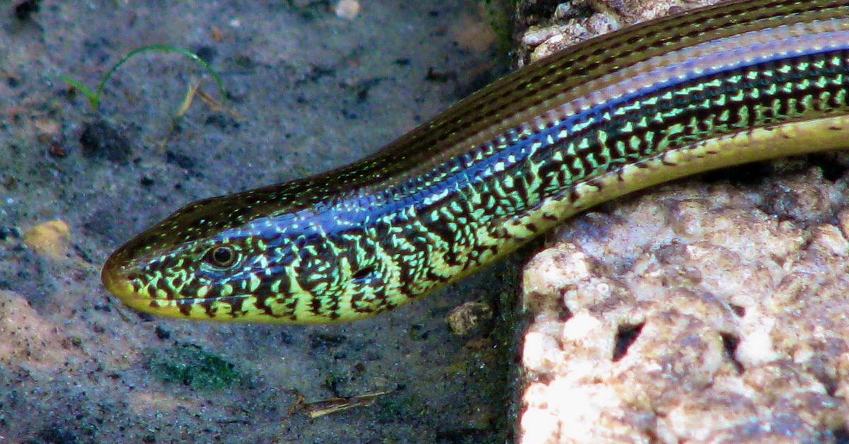 The Glass Lizard in its natural beauty, locally called Kadal Kaca.