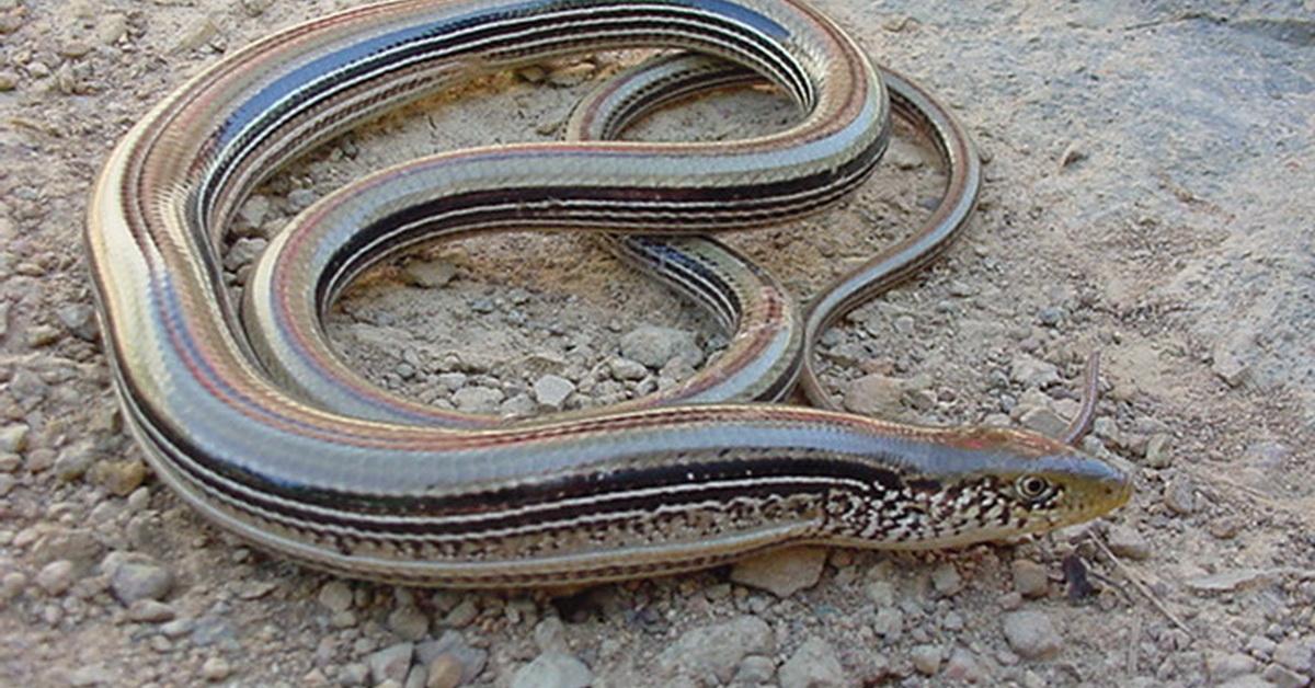 Detailed shot of the Glass Lizard, or Ophisaurus, in its natural setting.