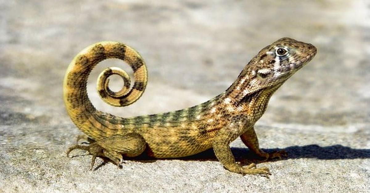 Captivating view of the Glass Lizard, known in Bahasa Indonesia as Kadal Kaca.