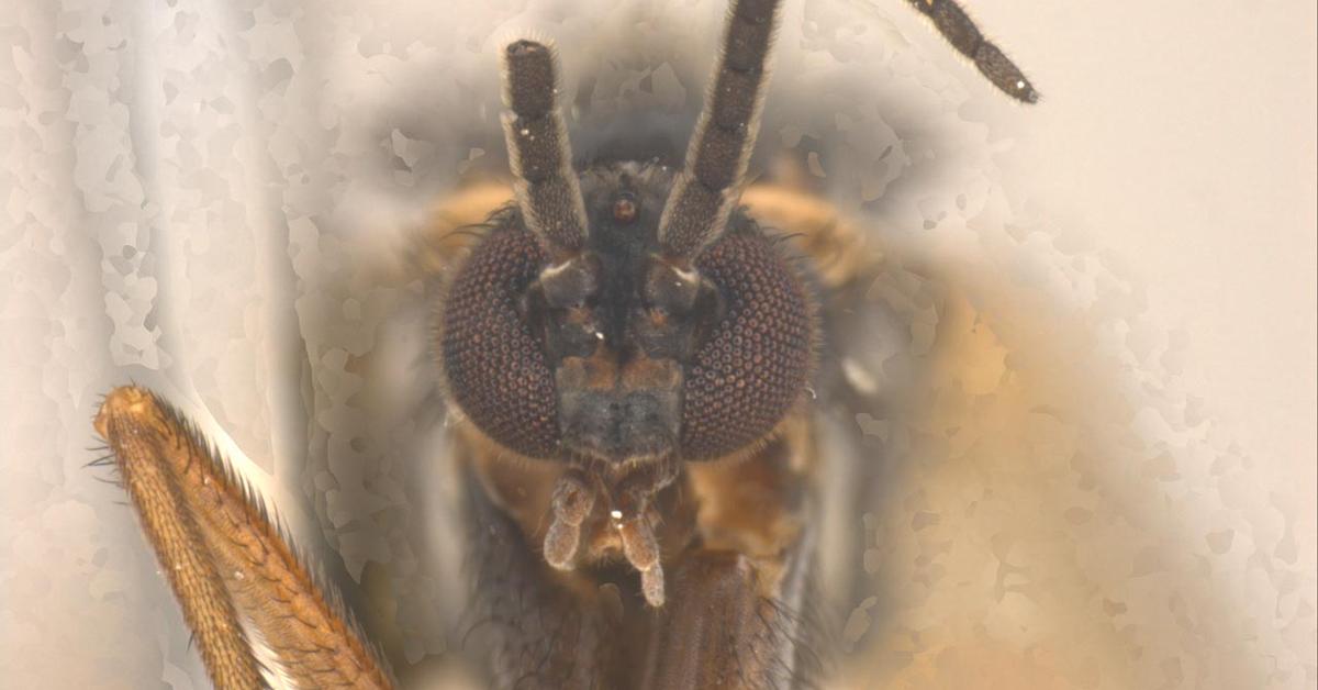 Striking appearance of the Glowworm, known in scientific circles as Keroplatidae.