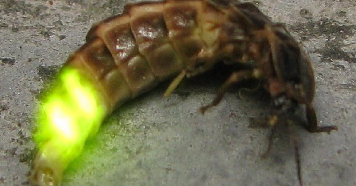 The Glowworm, a species known as Keroplatidae, in its natural splendor.